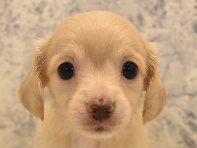 2024年4月5日生まれのハーフ犬の1枚目の写真